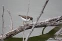 Spotted Sandpiper